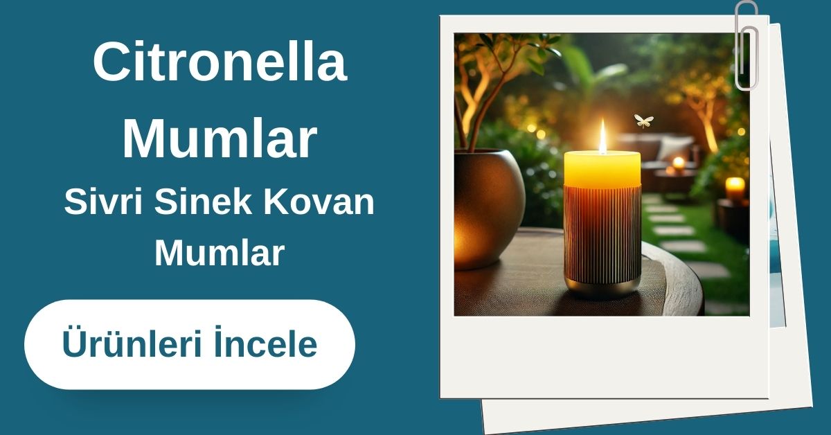 Citronella Sivri Sinek Kovan Mum