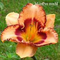 24 Adet Amber Kokulu Bardak Mum (Buzlu Cam Bardak)