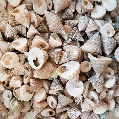 (1 kg ) Astrea Undosa Naturel Mini Deniz Kabuğu