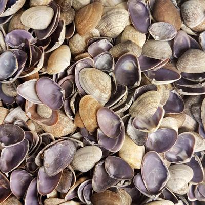 (1 kg ) Cay-Cay Purple Deniz Kabuğu 