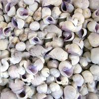 (1 kg ) Cebu Beauty  Deniz Kabuğu
