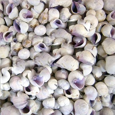(1 kg ) Cebu Beauty  Deniz Kabuğu