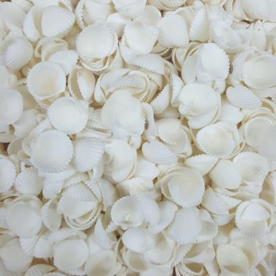 (1 kg ) Clam Rose Cochles Kiloluk Deniz Kabuğu 